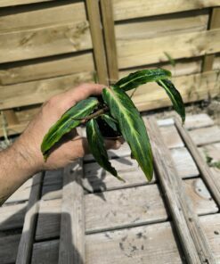 Homalomena polyneura