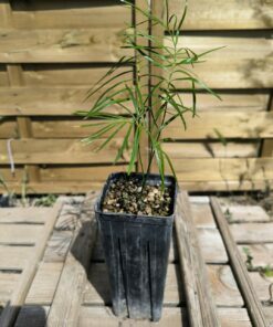 Alternative view of Macrozamia miquelii