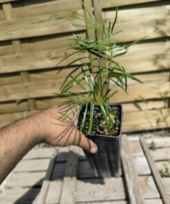 Macrozamia miquelii