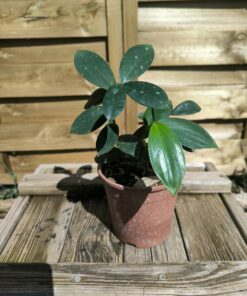 Monocostus uniflorus