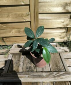 Alternative view of Monocostus uniflorus