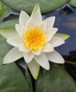 Nymphaea candida