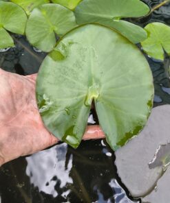 Alternative view of Nymphaea candida