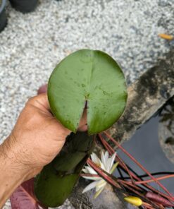 Alternative view of Nymphaea odorata (Cuba)