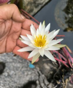 Nymphaea odorata (Cuba)