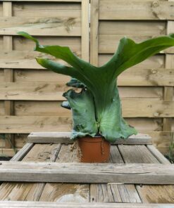 Alternative view of Platycerium holttumii 20cm