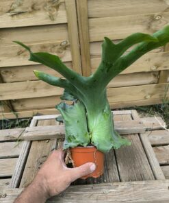 Platycerium holttumii 20cm