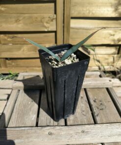 Alternative view of Welwitschia mirabilis