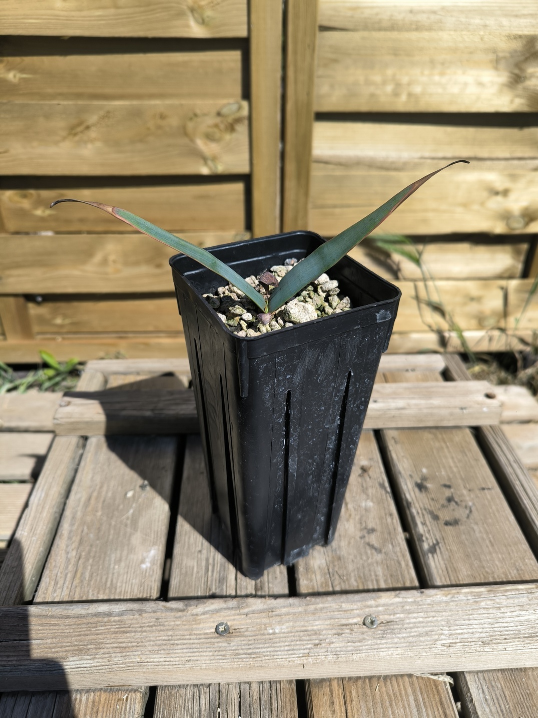 Welwitschia mirabilis – Image 2