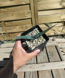 Welwitschia mirabilis