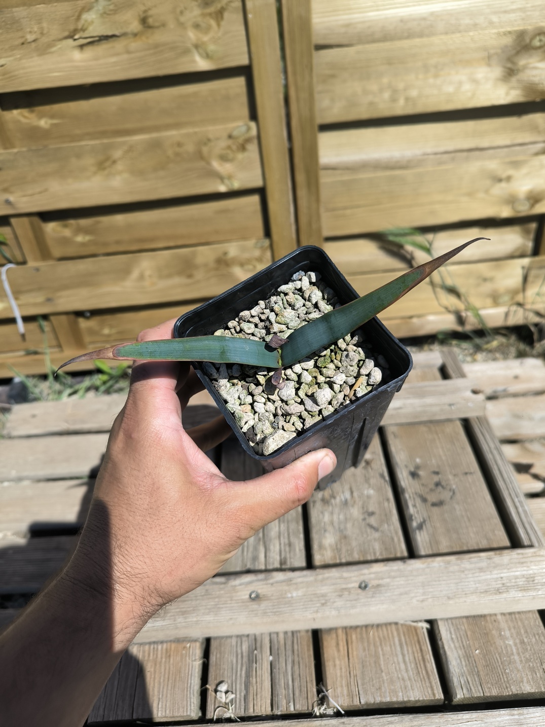 Welwitschia mirabilis