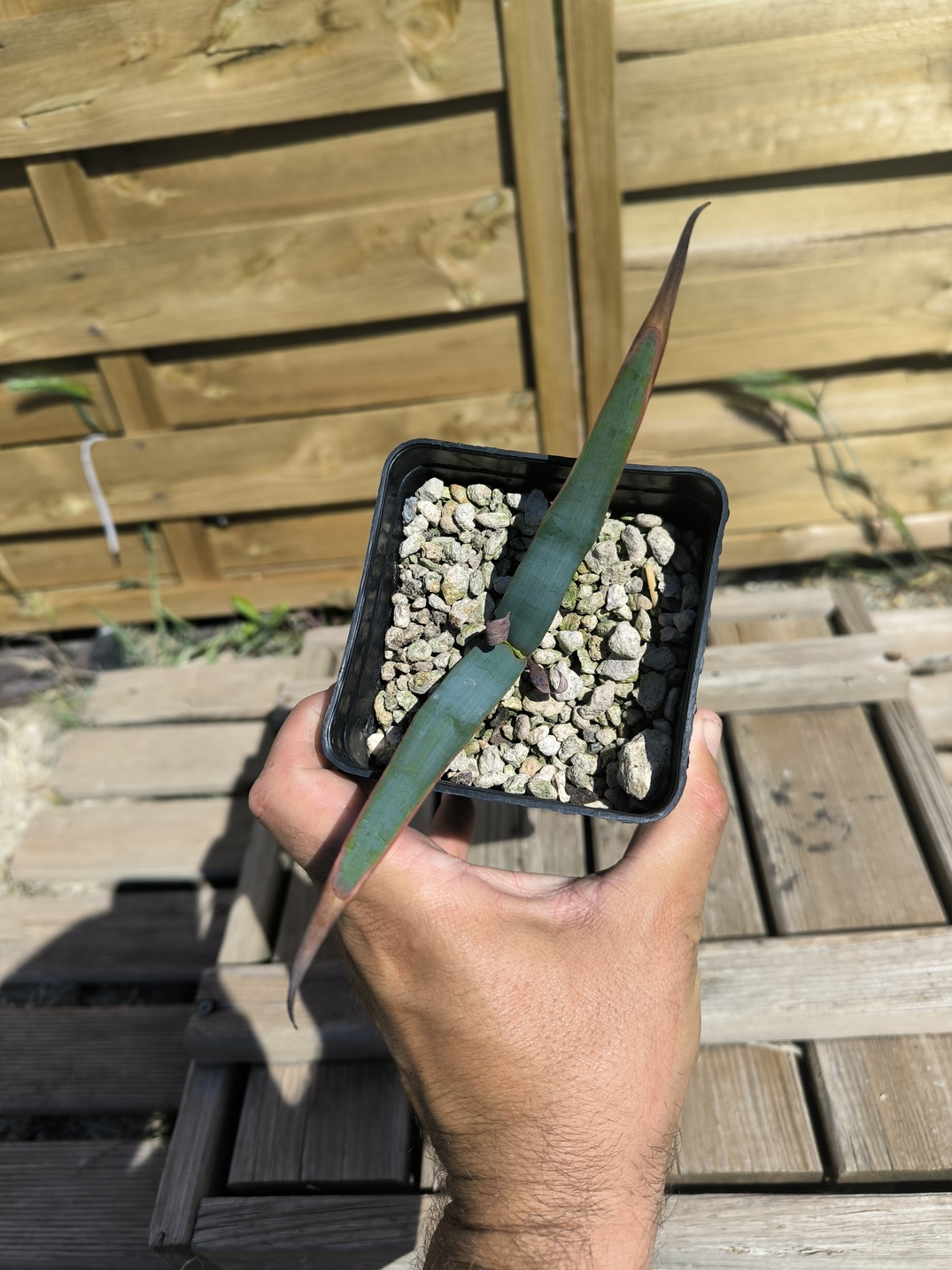 Welwitschia mirabilis – Image 4