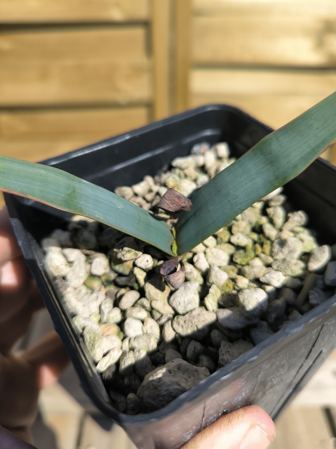 Welwitschia mirabilis – Image 6