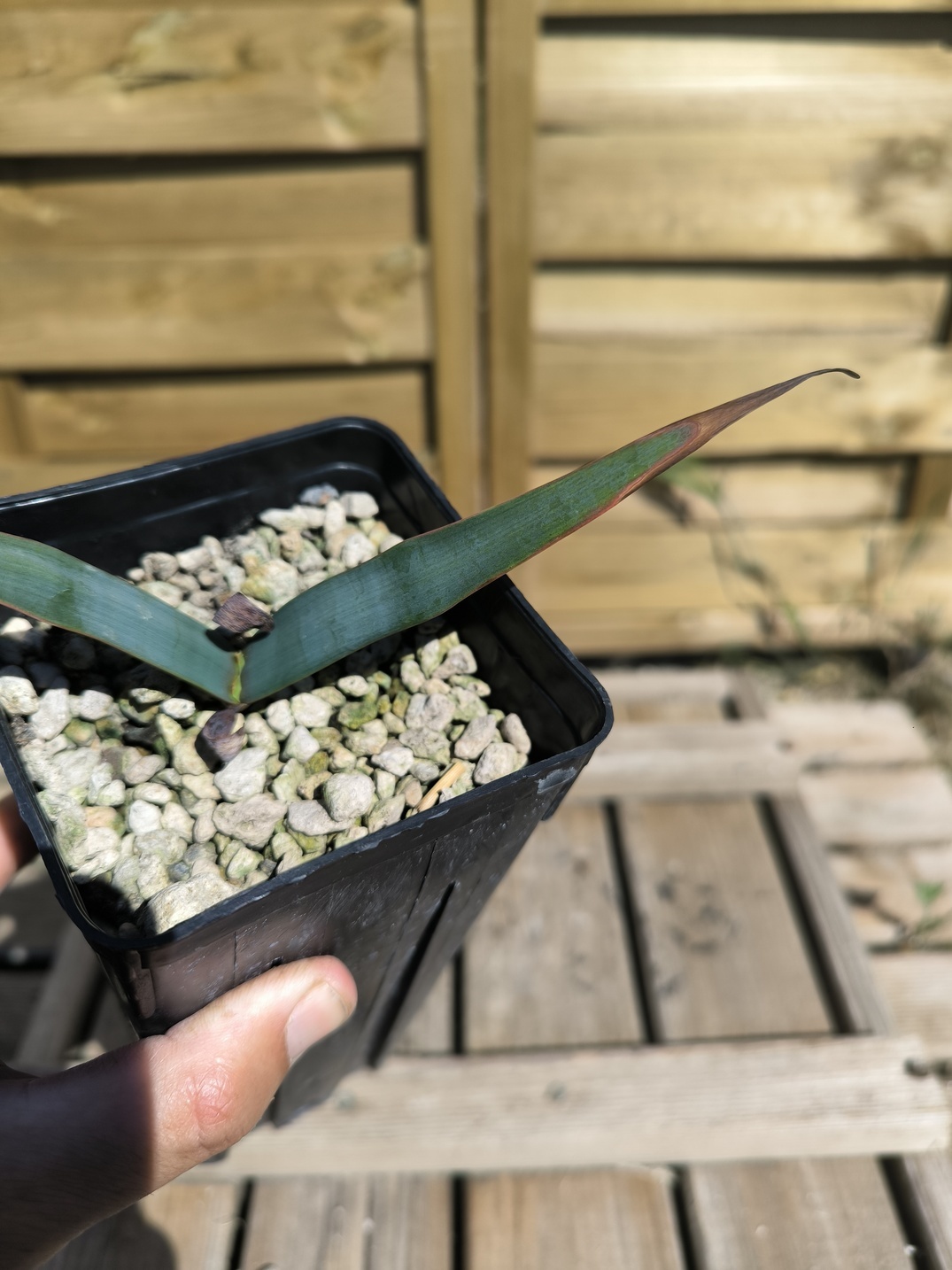Welwitschia mirabilis – Image 5