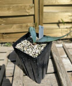 Alternative view of Welwitschia mirabilis W1