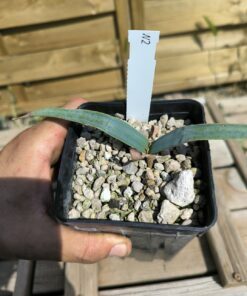 Alternative view of Welwitschia mirabilis W2