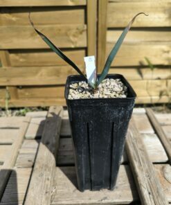 Alternative view of Welwitschia mirabilis W3