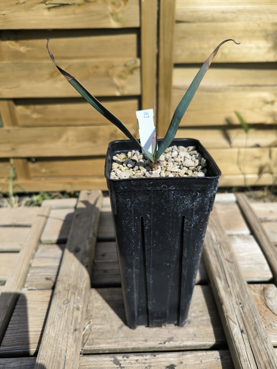 Welwitschia mirabilis W3 – Image 2