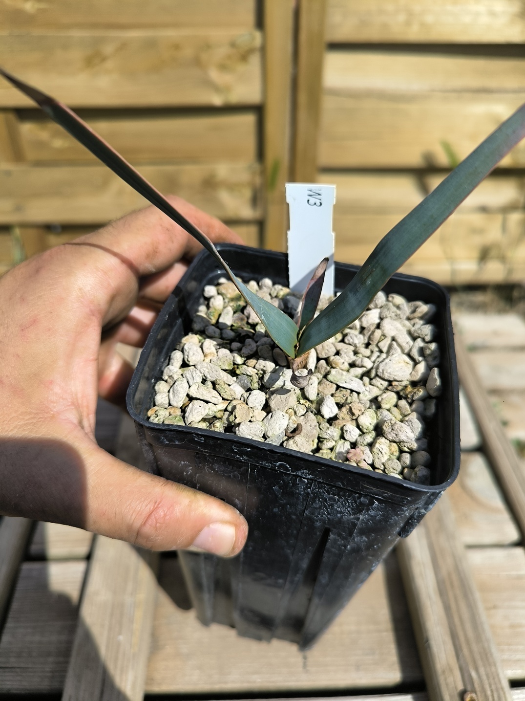 Welwitschia mirabilis W3 – Image 3