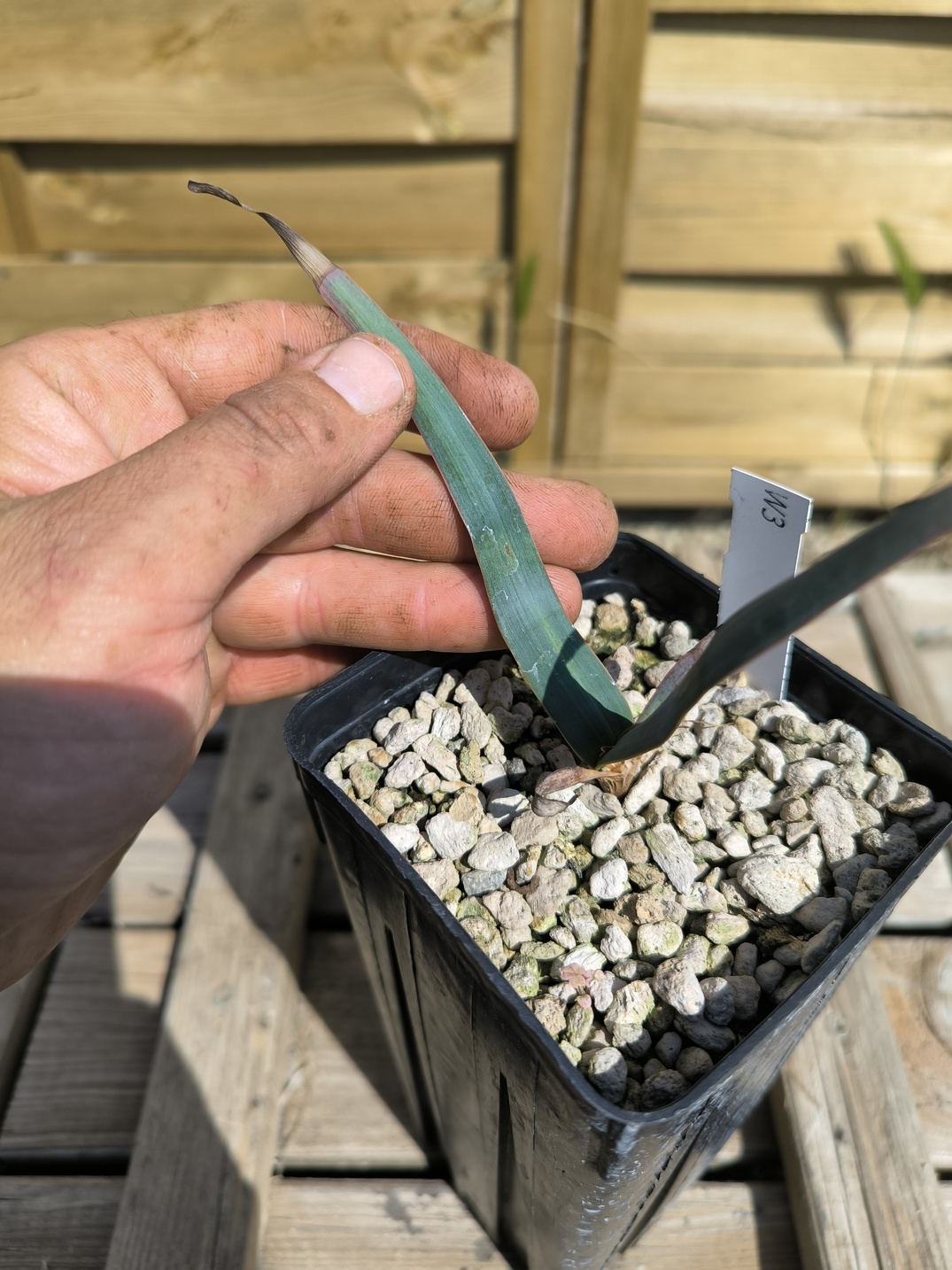 Welwitschia mirabilis W3 – Image 4