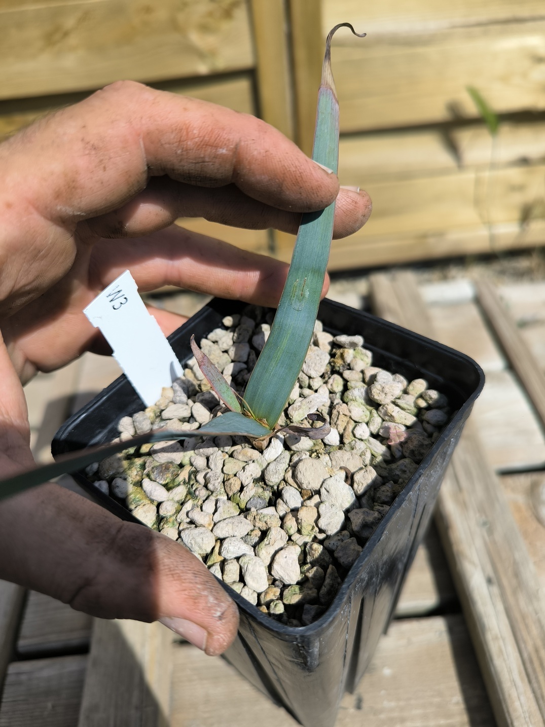 Welwitschia mirabilis W3 – Image 5
