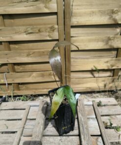Alternative view of Zamia cremnophila