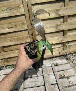 Zamia cremnophila