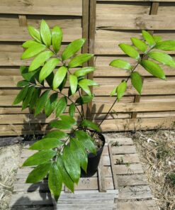 Zamia neurophyllidia 5-6cm (mâle)