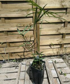 Alternative view of Zamia spartea hybride