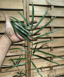 Zamia spartea hybride