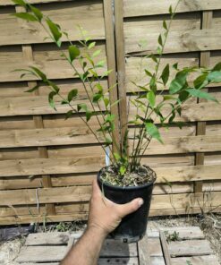 Zamia vazquezii 2L
