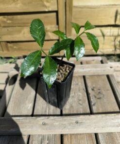 Alternative view of Zamioculcas zamiifolia "Kenya denticulé"