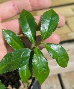 Zamioculcas zamiifolia "Kenya denticulé"