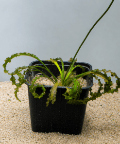 Aponogeton lakhonensis (Laos)