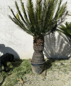 Cycas panzhihuaensis tronc 95cm