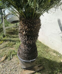 Alternative view of Cycas panzhihuaensis tronc 95cm