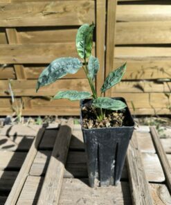 Alpinia rugosa