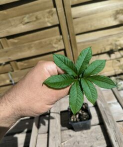 Amorphophallus ferruginosus