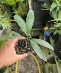 Chamaedorea adscendens