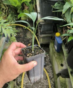Alternative view of Chamaedorea adscendens