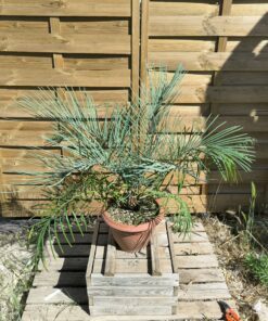 Cycas couttsiana greffé sur C. revoluta 5cm caudex CS1