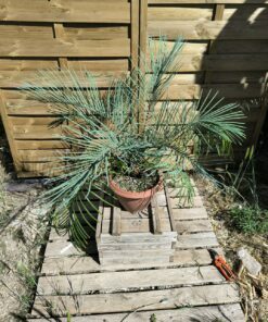 Alternative view of Cycas couttsiana greffé sur C. revoluta 5cm caudex CS1