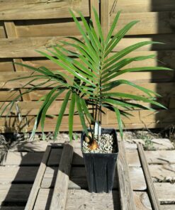 Cycas revoluta x hoabinhensis 3-4cm caudex
