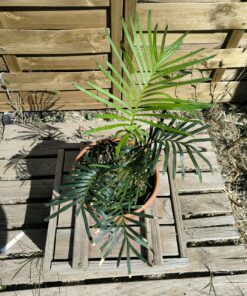 Cycas yorkiana greffé sur C. revoluta