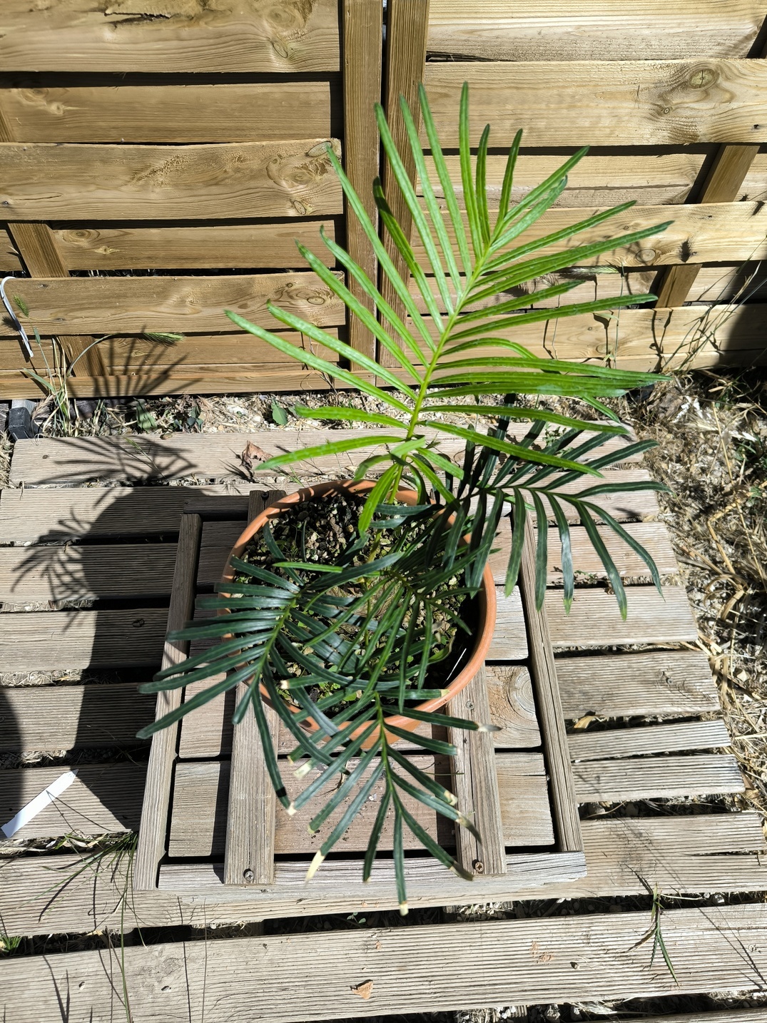 Cycas yorkiana greffé sur C. revoluta