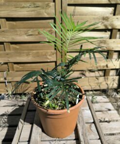 Alternative view of Cycas yorkiana greffé sur C. revoluta