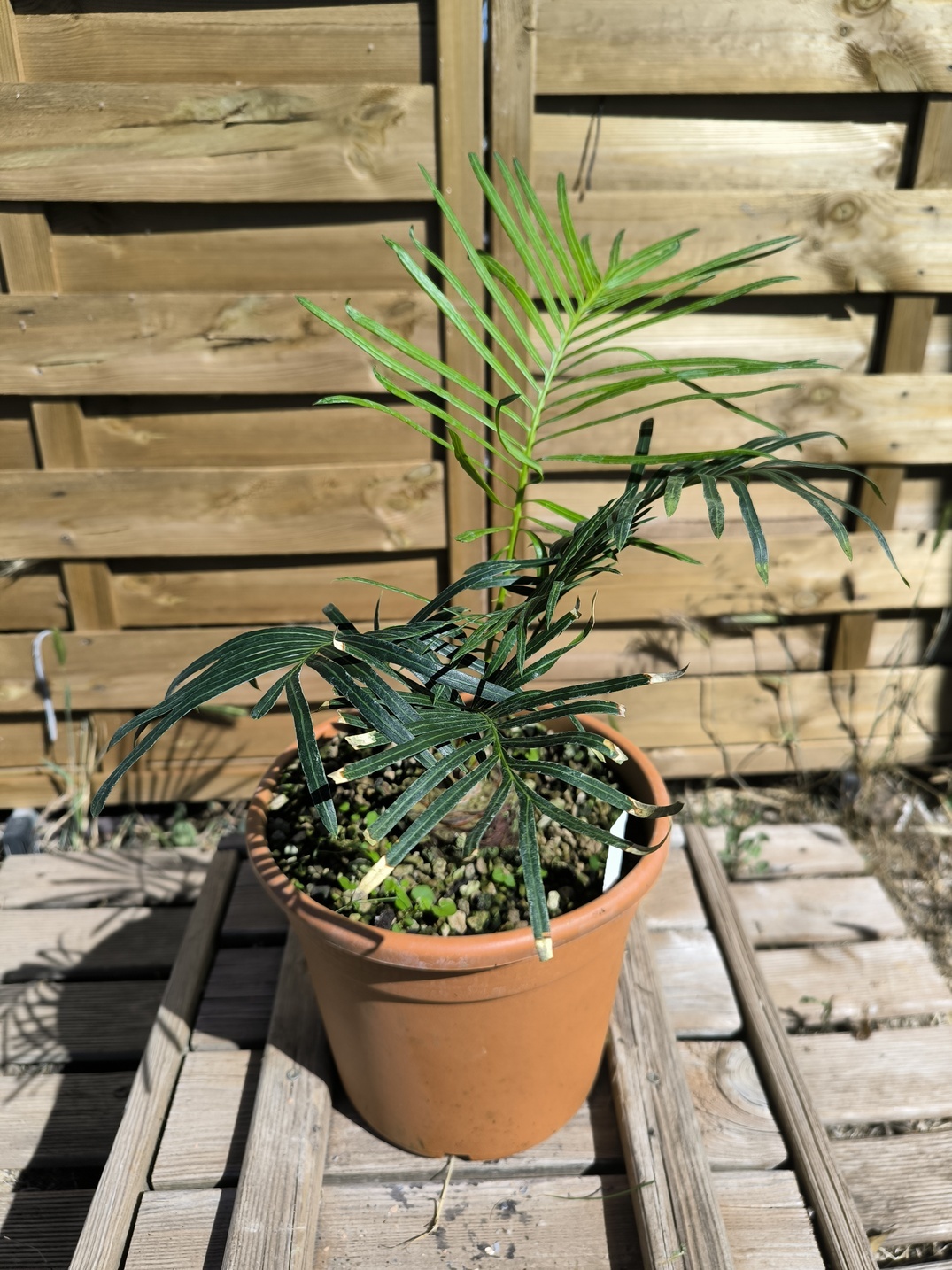 Cycas yorkiana greffé sur C. revoluta – Image 2