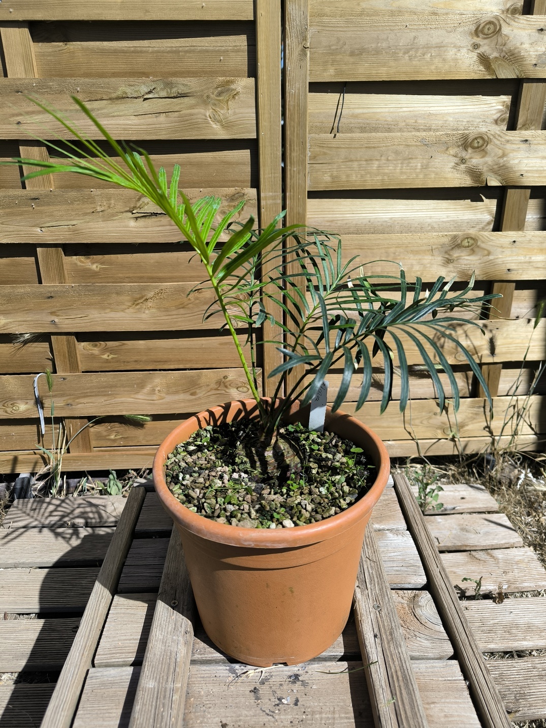 Cycas yorkiana greffé sur C. revoluta – Image 8