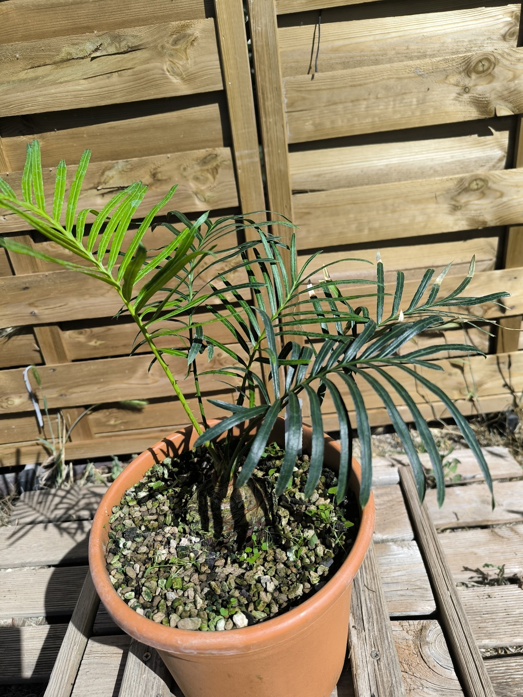 Cycas yorkiana greffé sur C. revoluta – Image 7