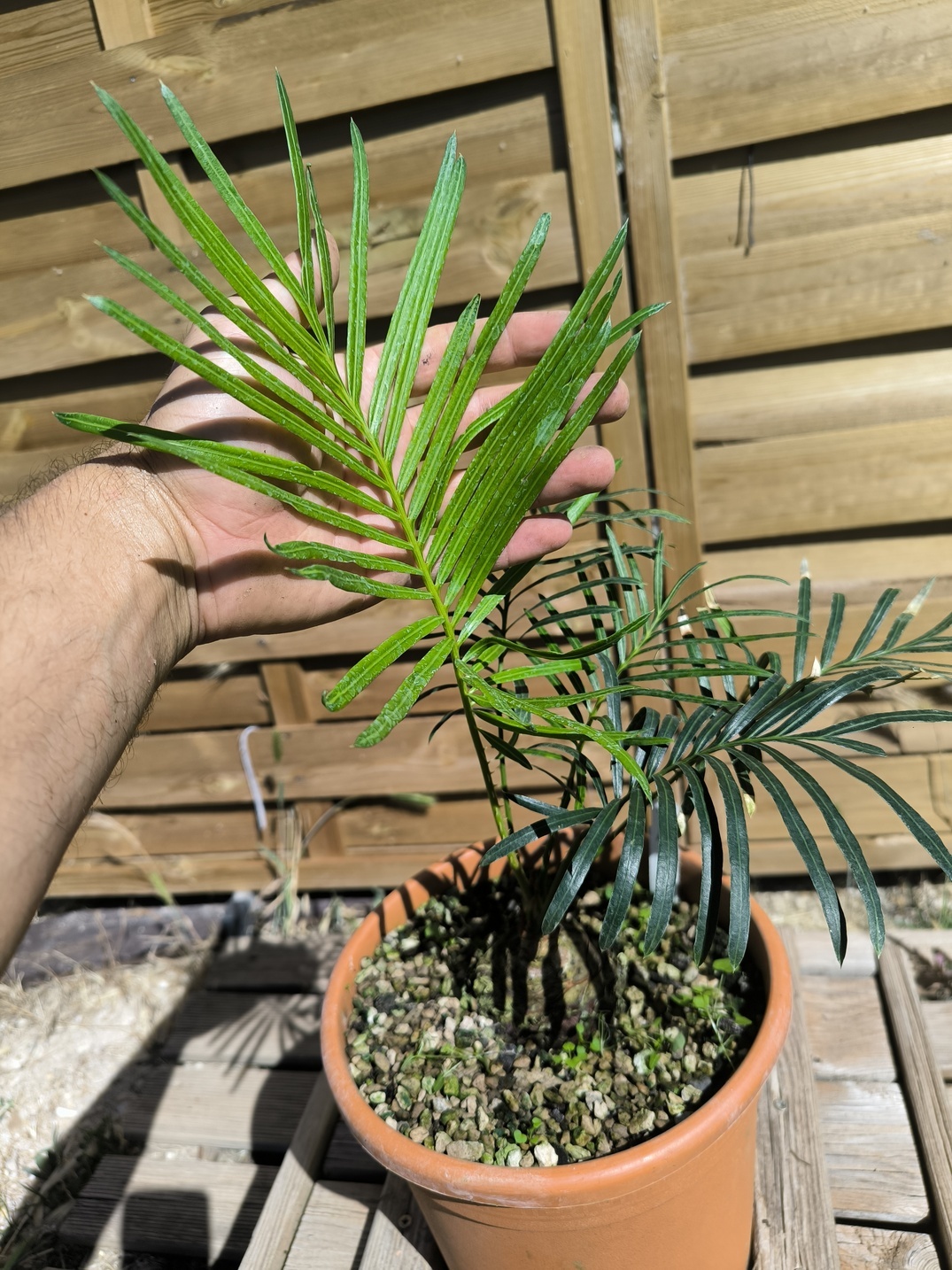 Cycas yorkiana greffé sur C. revoluta – Image 6